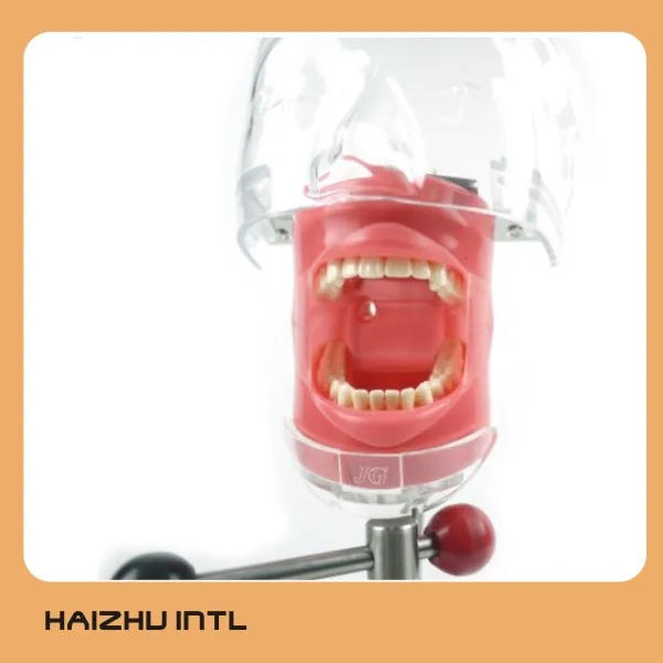 Dental simulator for training, dental phantom head