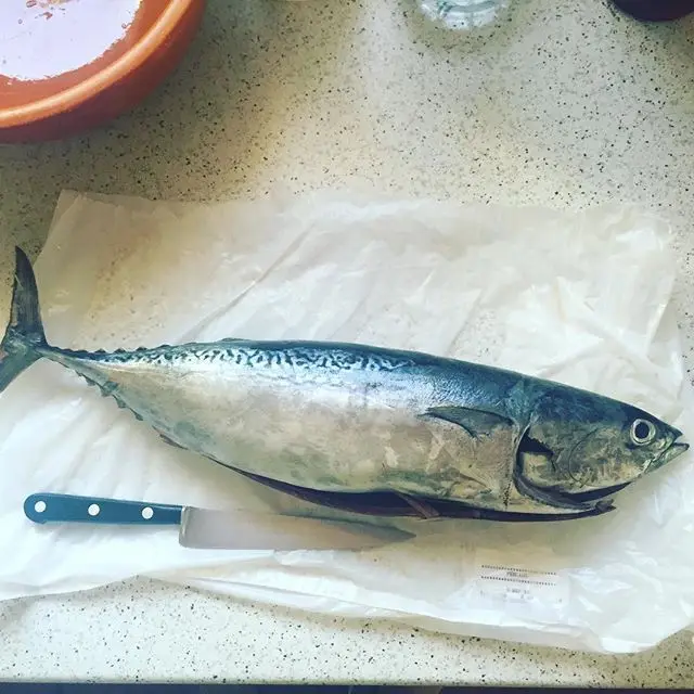 Skipjack Tuna Fish High Quality Frozen Skipjack, Albacore Tuna Frozen Bonito Skipjack Whole Round