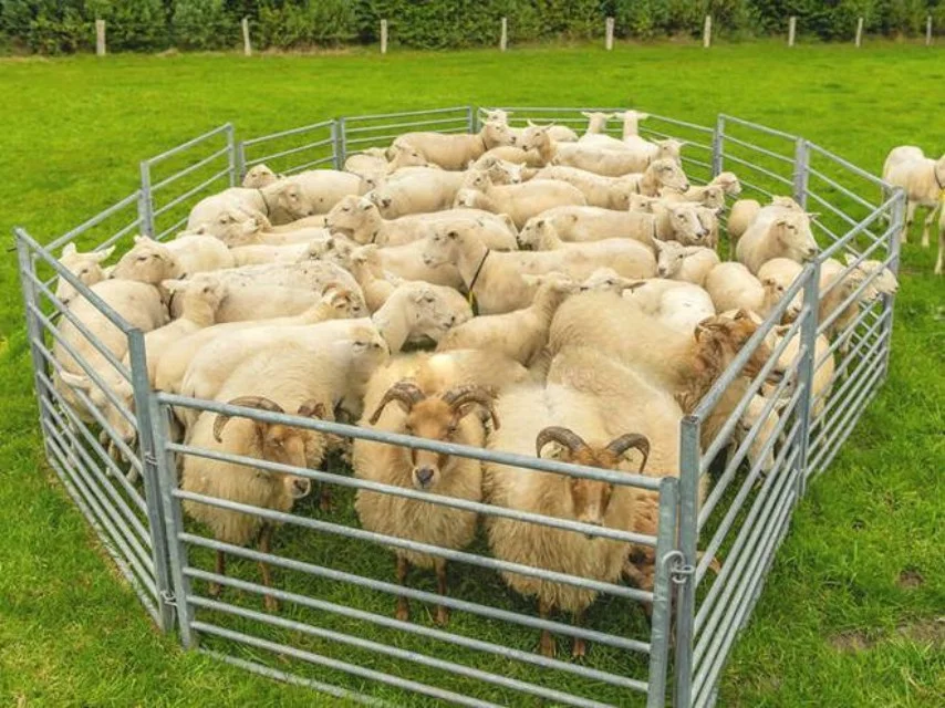 Custom Sheep panel Australia galvanized livestock sheep yard panels and goat fence panel for sale