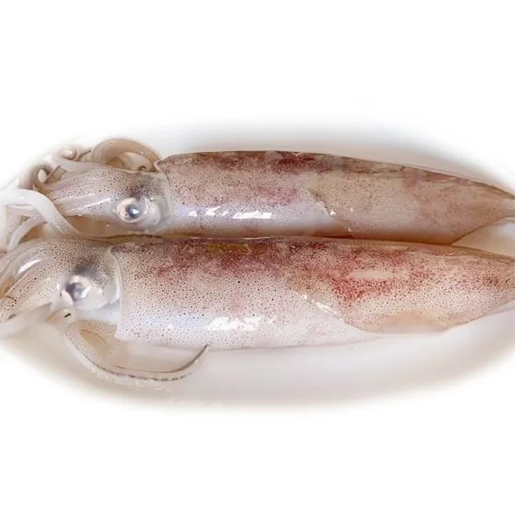 Wholesale Hot Sale High Quality Cheap Price Frozen Giant Squid For Sale