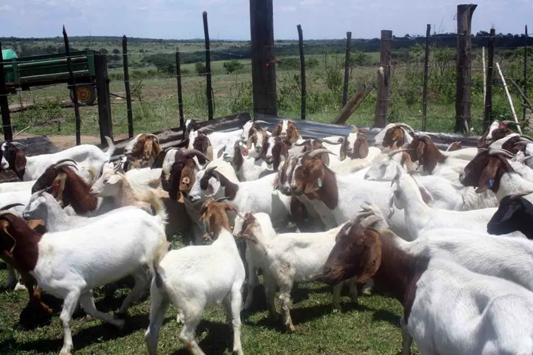 
100% Pureblood Mature boar goat for sale 