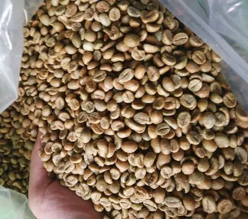 
Best Quality for Export Robusta Coffee Bean Vietnam Wholesales Price Unroasted Robusta coffee beans 