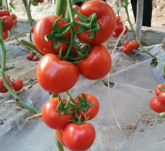 2019 завод питания неопределенный рост помидор