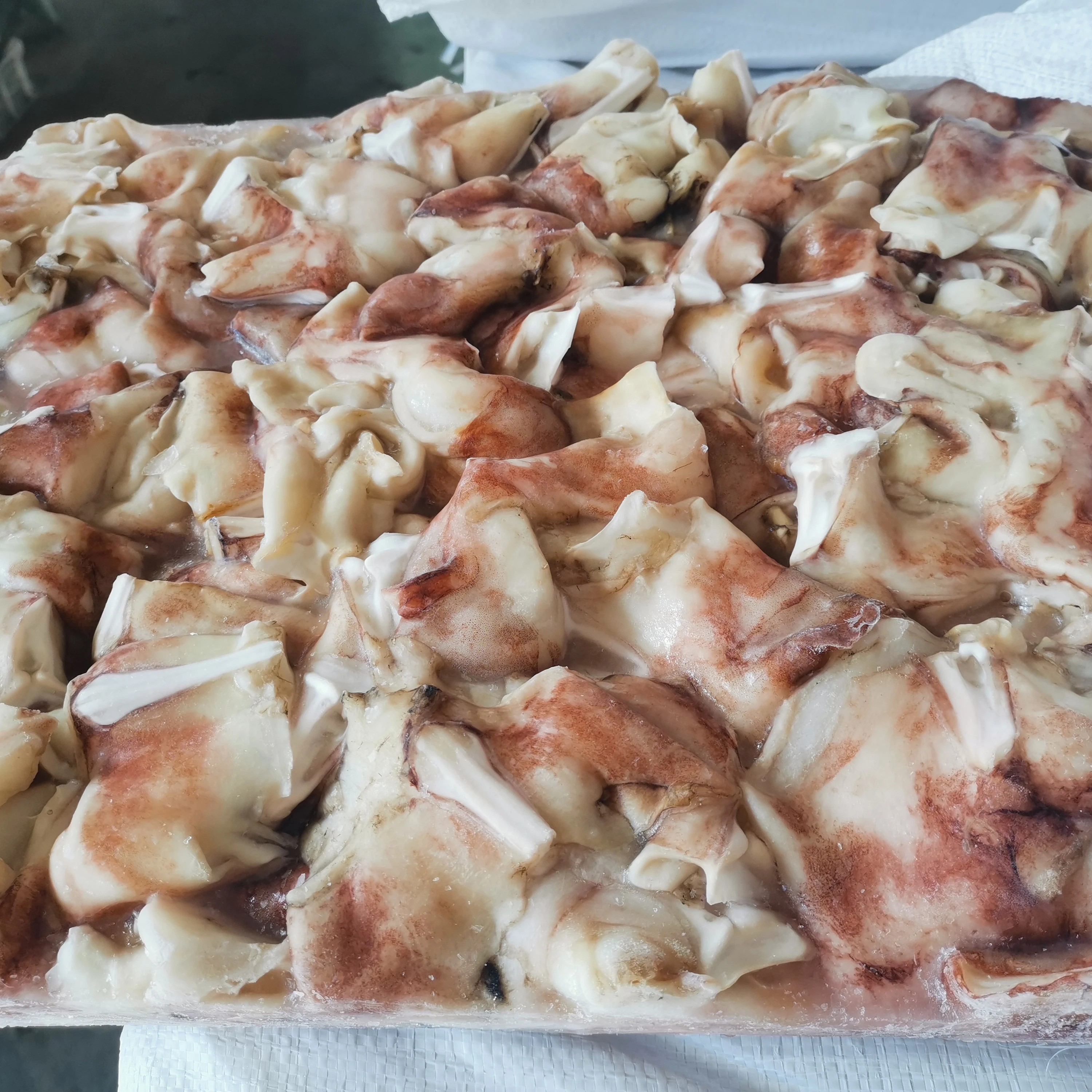 High quality Indian ocean squid neck block frozen