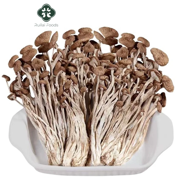 Cha shu gu rich nutrition dried Agrocybe Cylindracea mushrooms healthy food dried tea tree mushroom