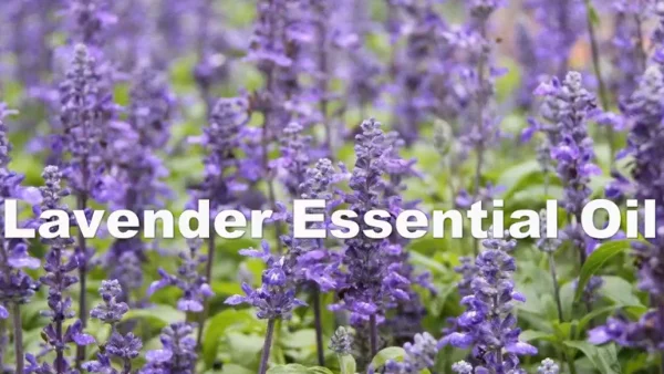 lavender oil 1kg Organic Lavender Essential Oil