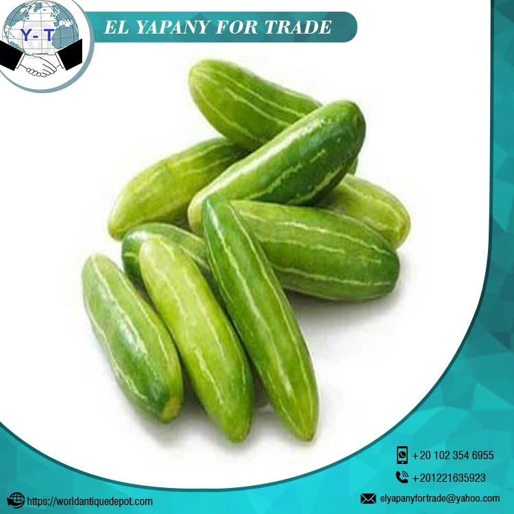 Свежий огурец оптом