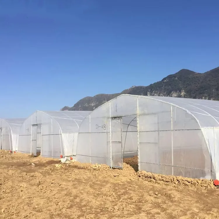 single tunnel tomato fruit flower green house 8x30 meter low tunnel serre agricole m greenhouse for sale