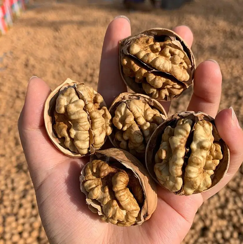 Special discount ceviz top quality in shell walnuts for sale walnut dry fruit