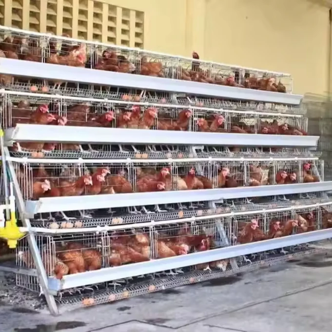 Fully Automatic galvanized  cage poultry farm equipment sale automatic feeding system livestock