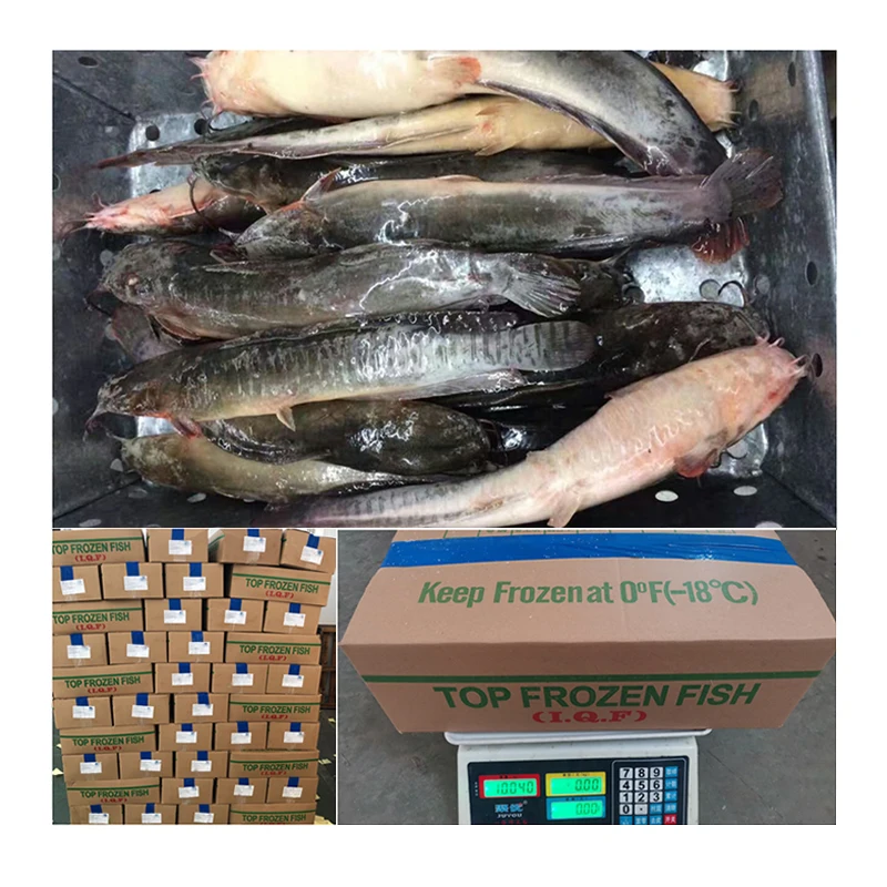 
Best Price Fish Catfish Big Size Exporters Whole Round Frozen Catfish For Buyers 