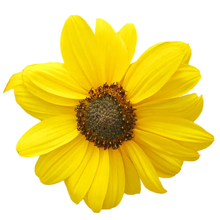 Hot Sale Helianthus Annuus flower Seeds For Growing