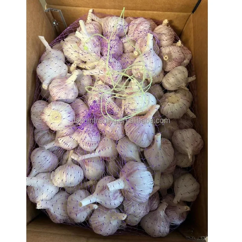 Fresh garlic for African market at factory wholesale prices