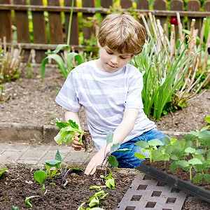 Professional Seed Tray Plant Cells Seeding Flat Germination Seedling Plug Trays