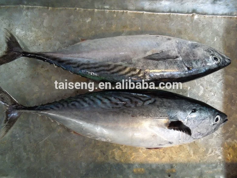 China Frozen Bonito Seafood Fish With Best Marketing Price