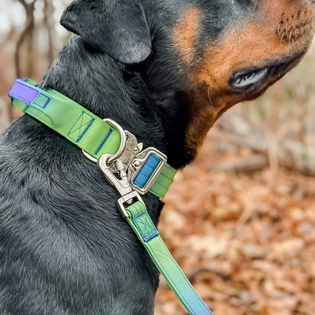 2 inch 4cm 5cm nylon no pull pet collar leash harness adjustable soft padded heavy duty combat tactical dog collar with handle