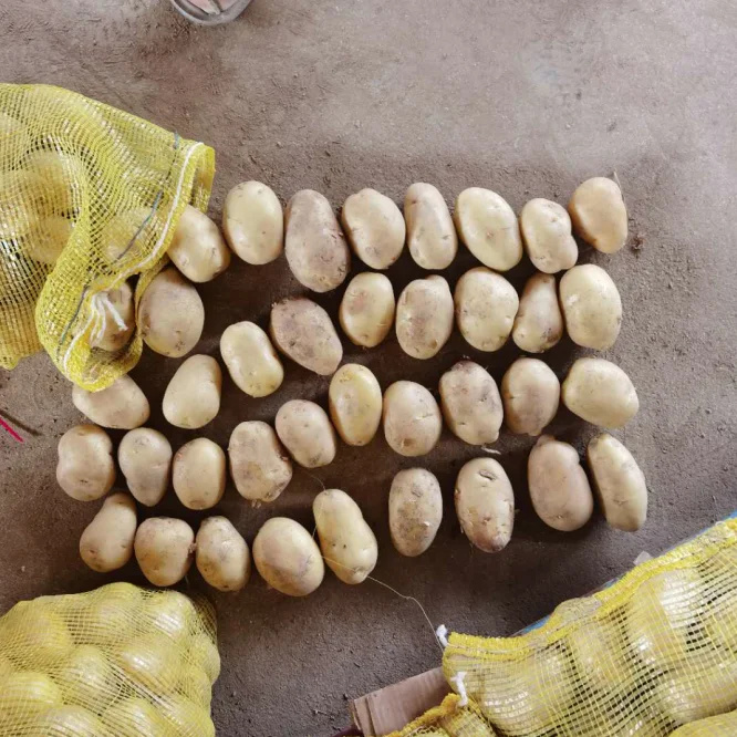 New crop fresh potato 80/150g China hot sale Holland potato export