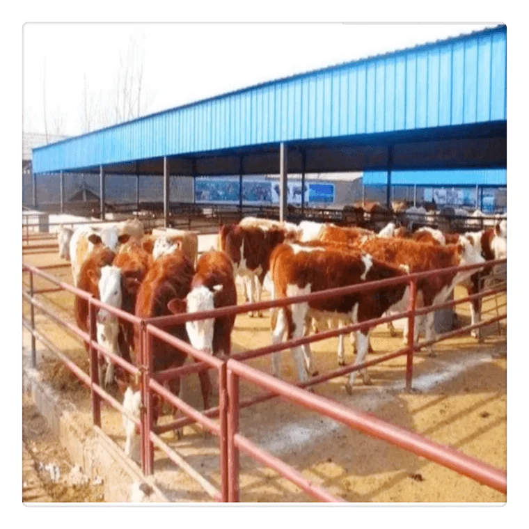 Easy Install Prefabricated Cow Shed Farm Building Cattle Steel Structure for Cows