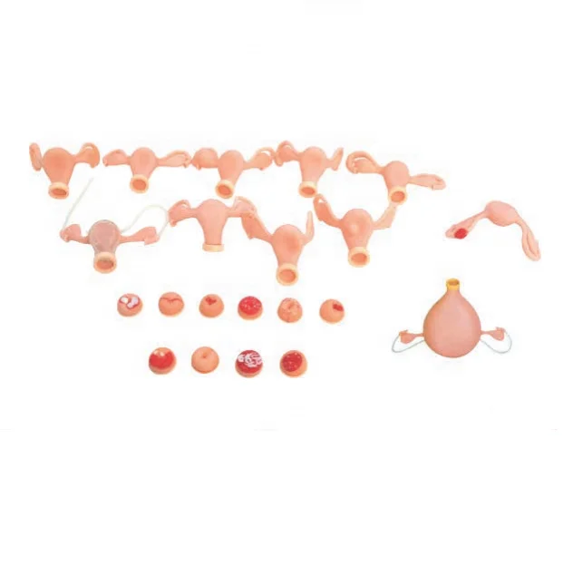 
Gynecological Training Model , Advanced Female Gynecological Simulated Examination Model 