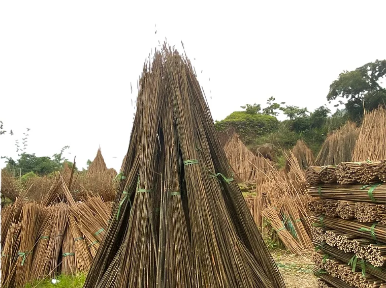 Dry Straight agriculture cheap raw Bamboo Poles manufactures for garden plant tonkin bamboo cane