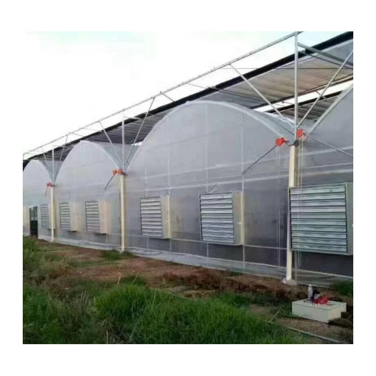 Low Cost PE Film Tunnel Multi-Span Agricultural Greenhouses With Cooling System for Flowers /Tomato /Strawberry