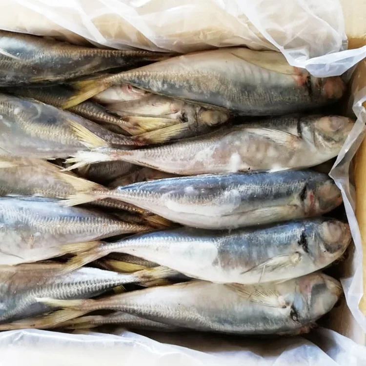 Замороженная круглая лошадиная скумбрия рыба