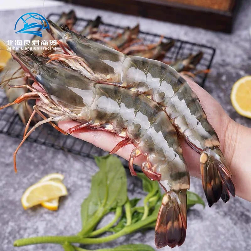 Direct Factory High Quality Wholesale importers White Shrimp/Fresh black tiger shrimps