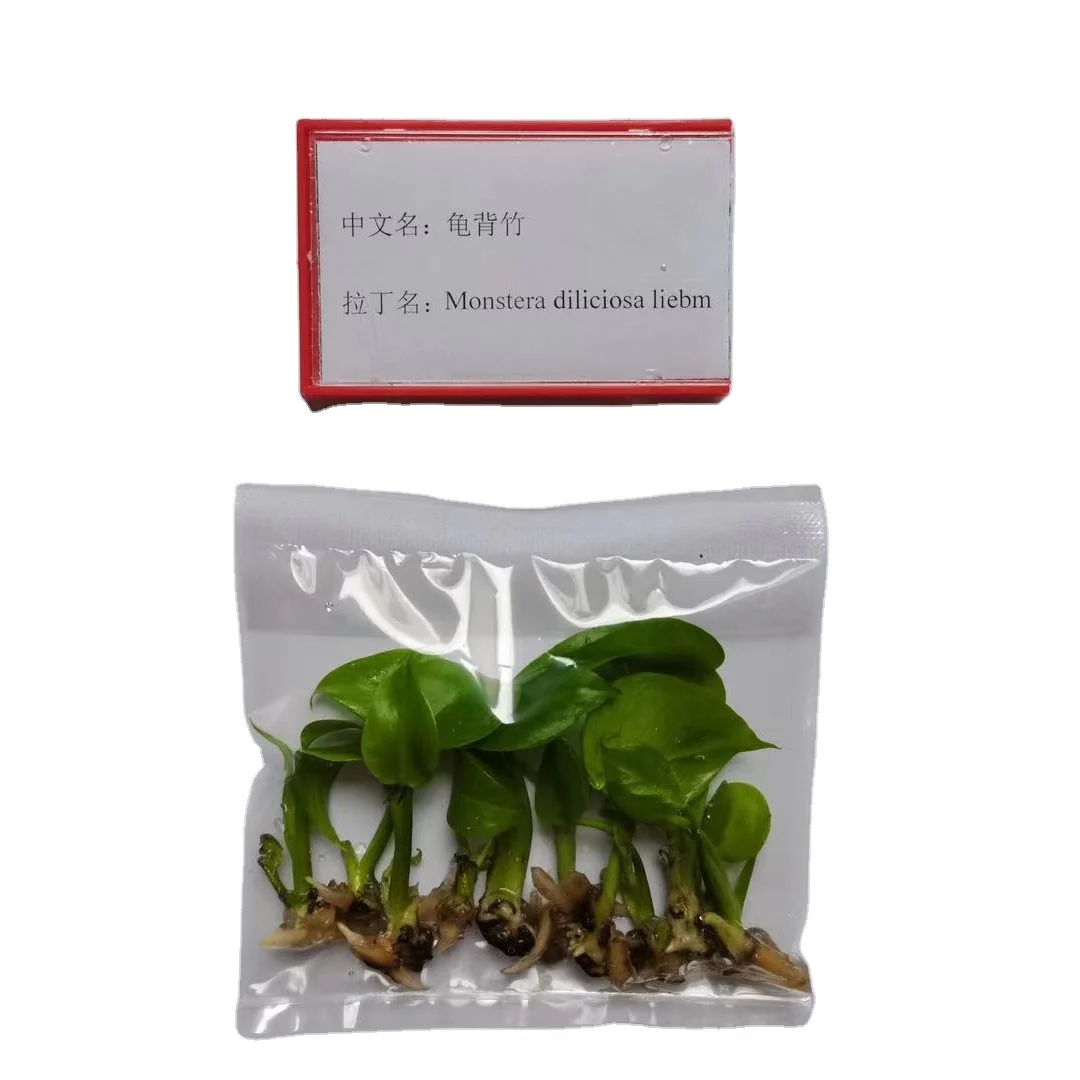 
Base wholesale nursery Monstera deliciosa seedlings 
