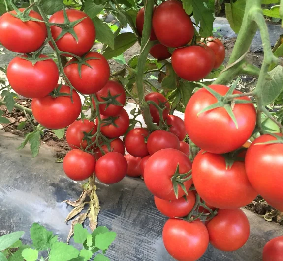  TSWV TY Nematode резистивные семена томатов с завода