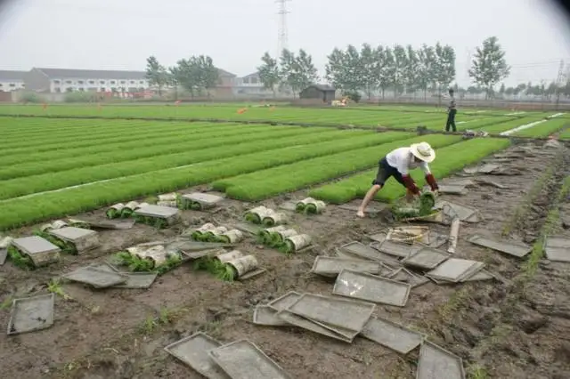 60*25*3.5cm Garden Seedling Starter Tray Plastic Propagator Insert Garden Plant Seedling Propagation Tray