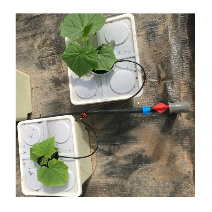 Dutch Buckets Hydroponic System for Cucumber