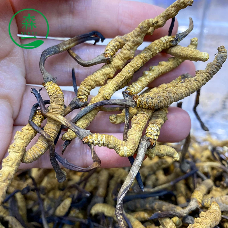 Wild plateau snow Cordyceps Sinensis Tibet Naqu Cordyceps wholesale dry goods