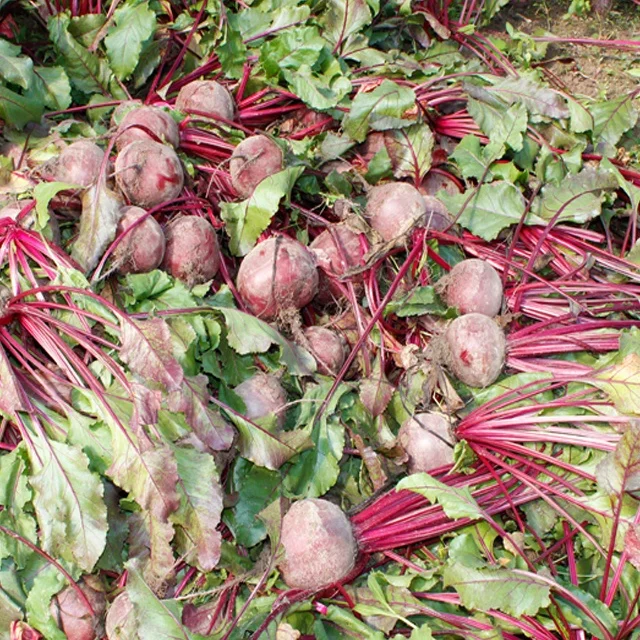 Vegetable Chips Snacks Vacuum Fried Beet Root Chips Dried Vegetables Snack