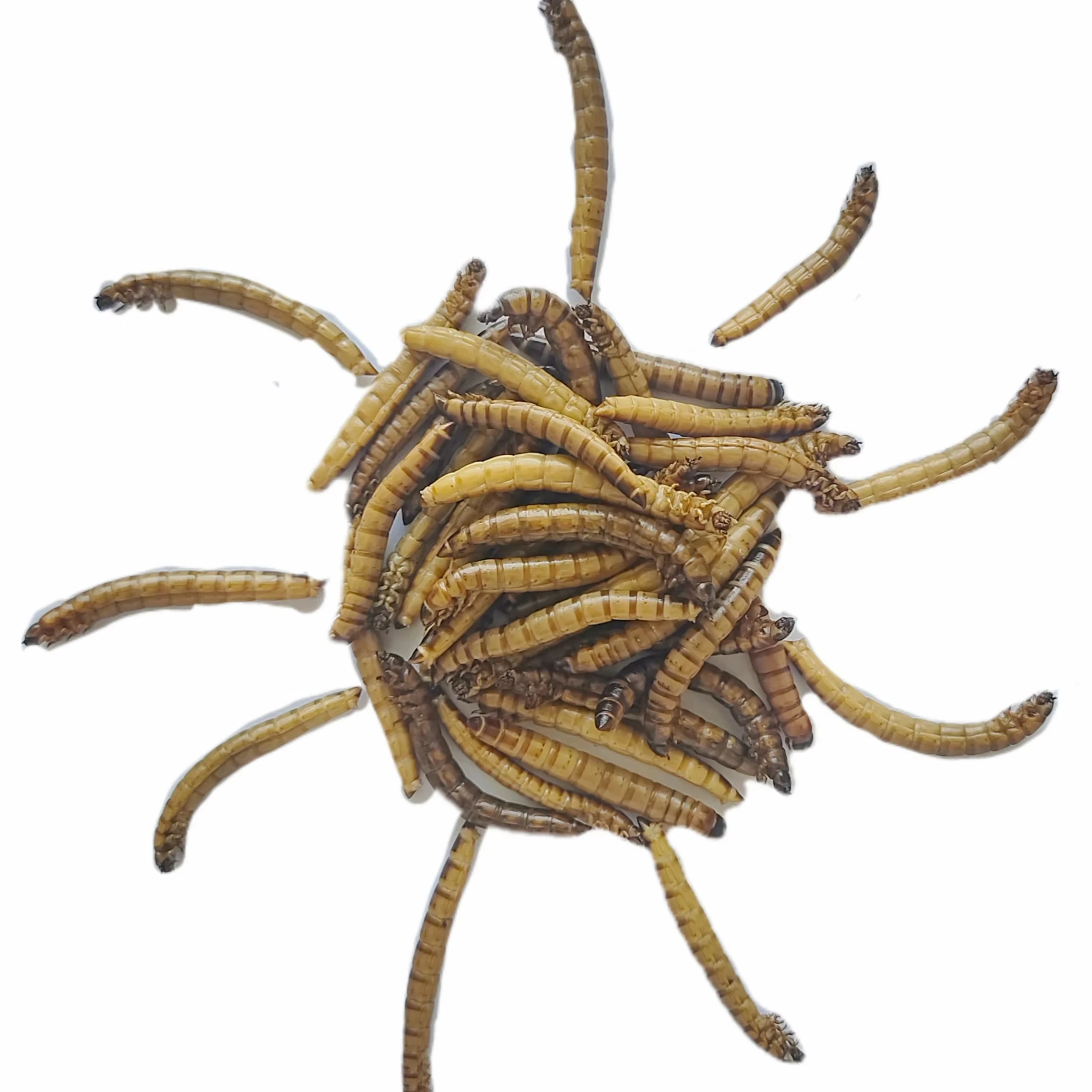 Fresh barley worm /Mealworms for Poultry Feed Animal