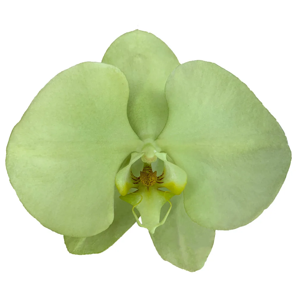 Low Price Sale Taiwan Orchids Fresh Cut Flowers Vitality Green Phalaenopsis