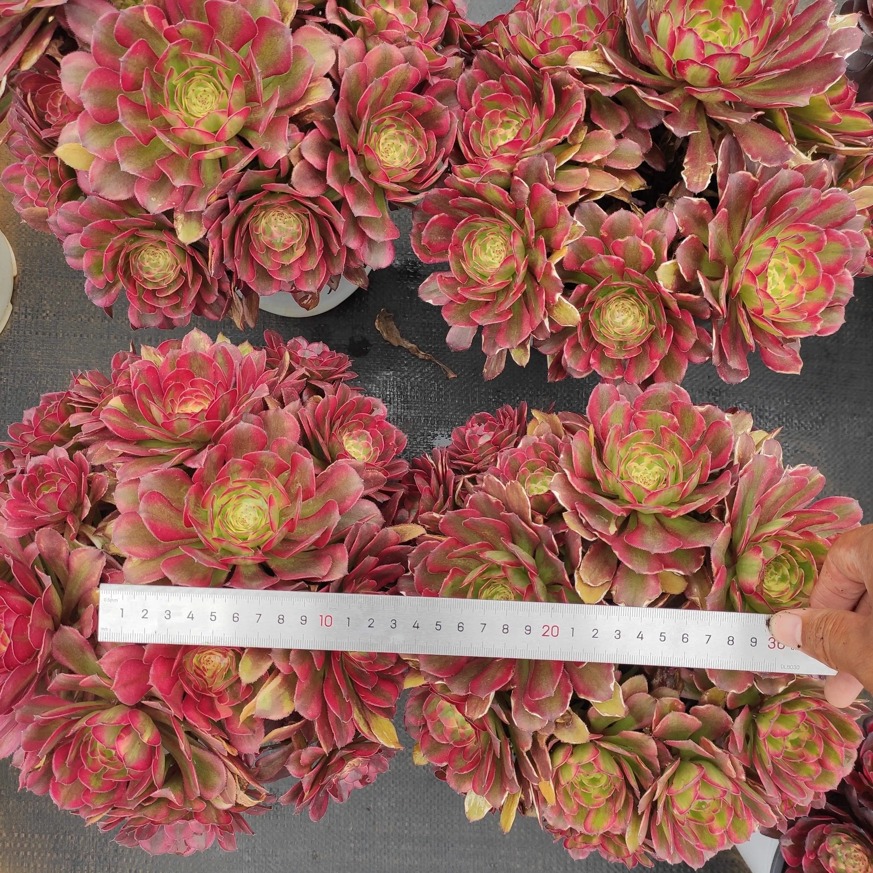 ON011  Aeonium Dancing Beauty Wholesale Customized Mini Artificial Succulent plants Pots For out door echeveria