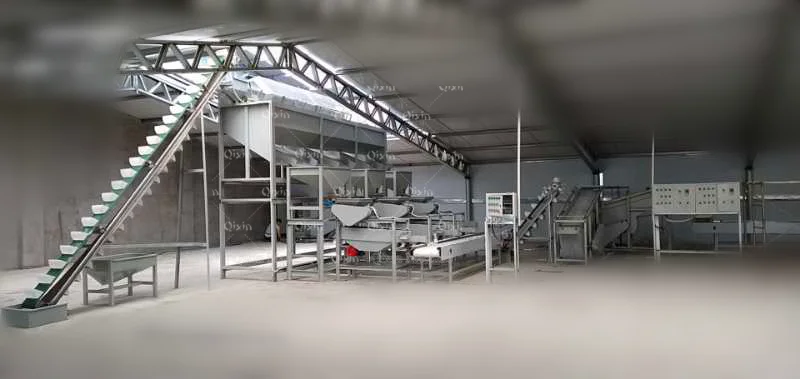 nut sizing shelling line.png