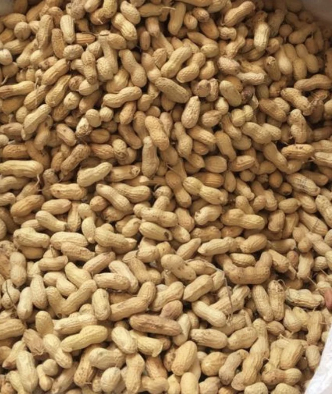 
peanut in shell raw sortex quality groundnut inshell best quality pure india origin 