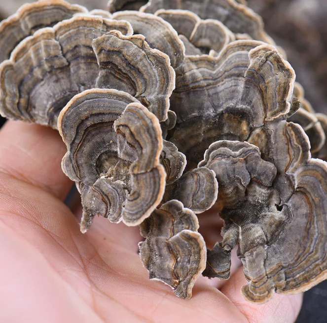 Высококачественные органические сушеные грибы с хвостом