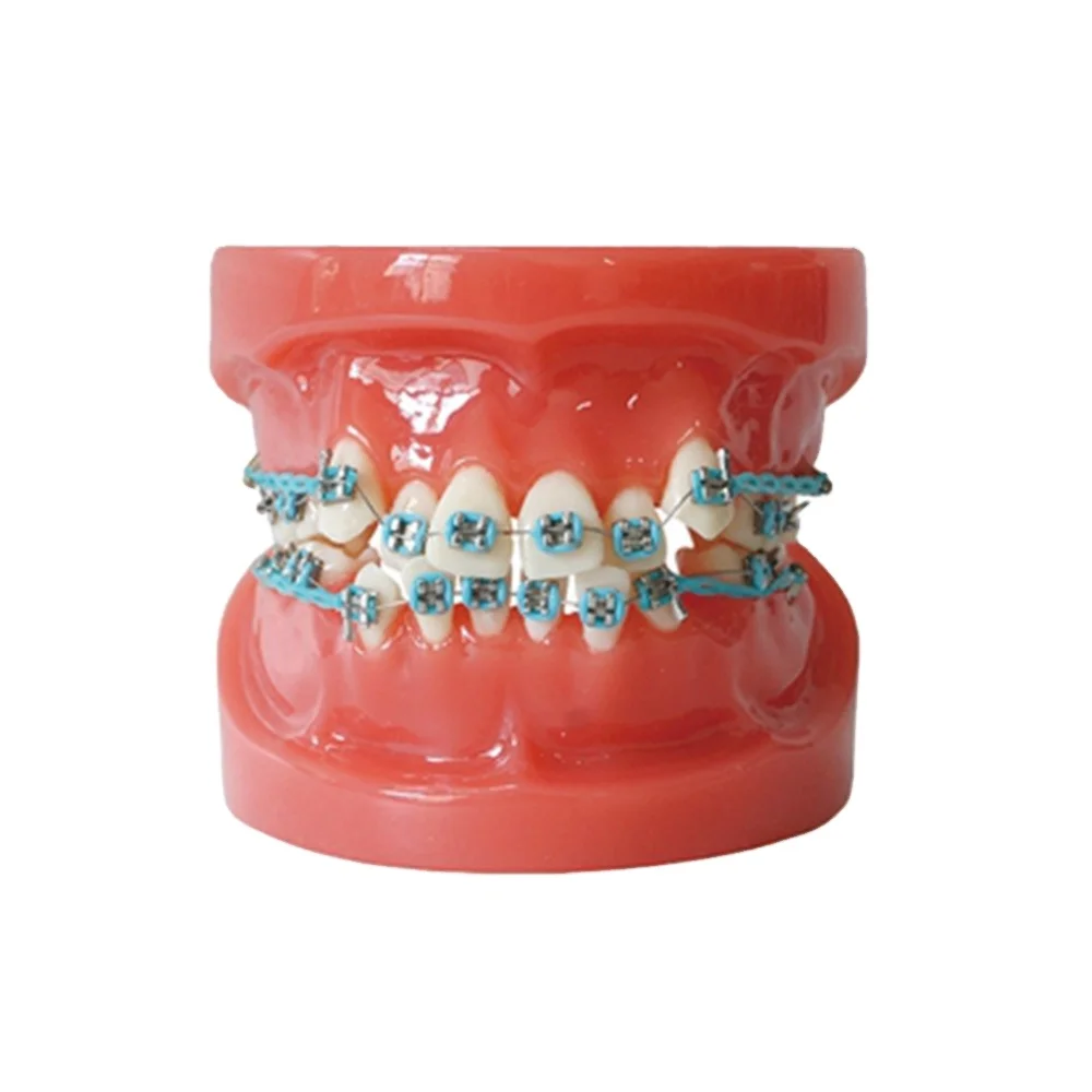 Стоматологическая Ортодонтическая модель зубного исследования 24 зуба