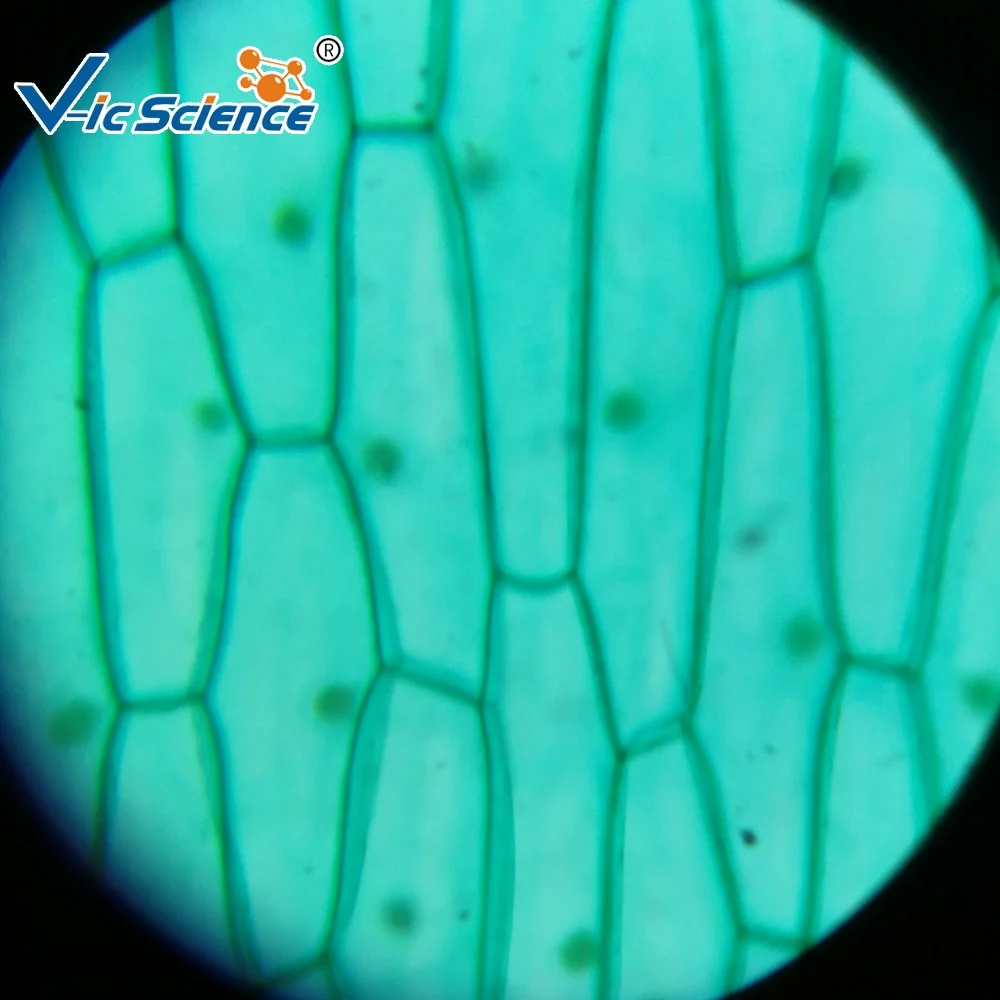 Microscope Prepared Slides 25 Piece Biological Microscope Lab Educational Glass Slides Set Biology Slides