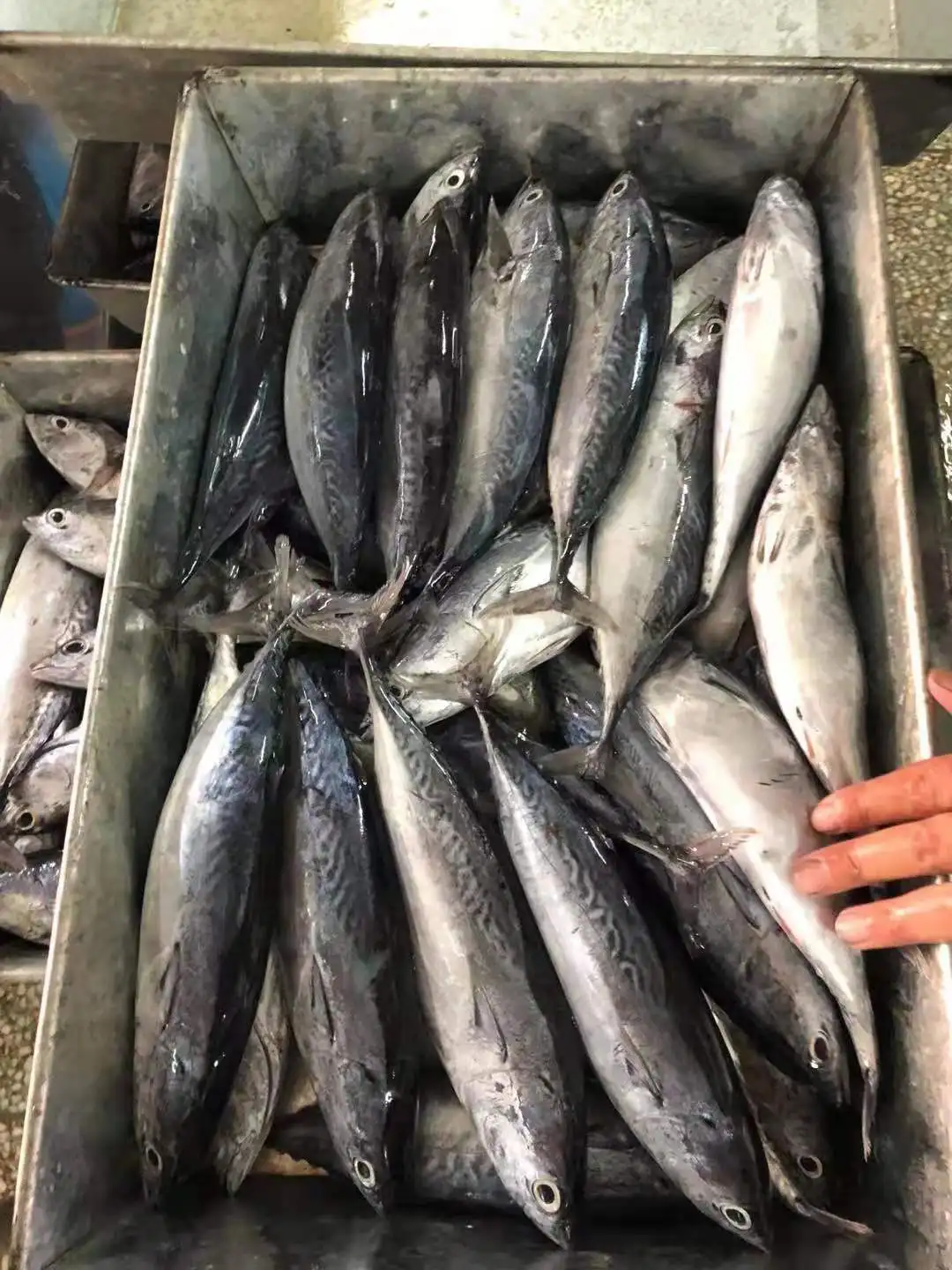Замороженная рыба, Тихоокеанская скумбрия, замороженная скумбрия, Рыба для консервирования