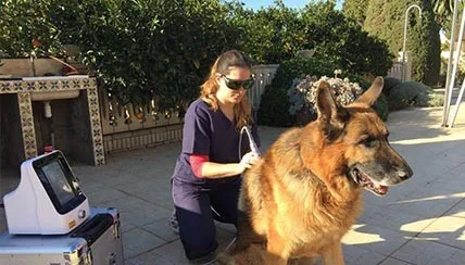  Ветеринарный диодный лазер для Canine