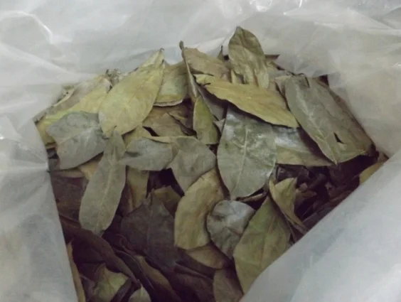 
Fresh Soursop Leaves /DRIED Graviola Leaf tea / Whatsapp +84-845-639-639 