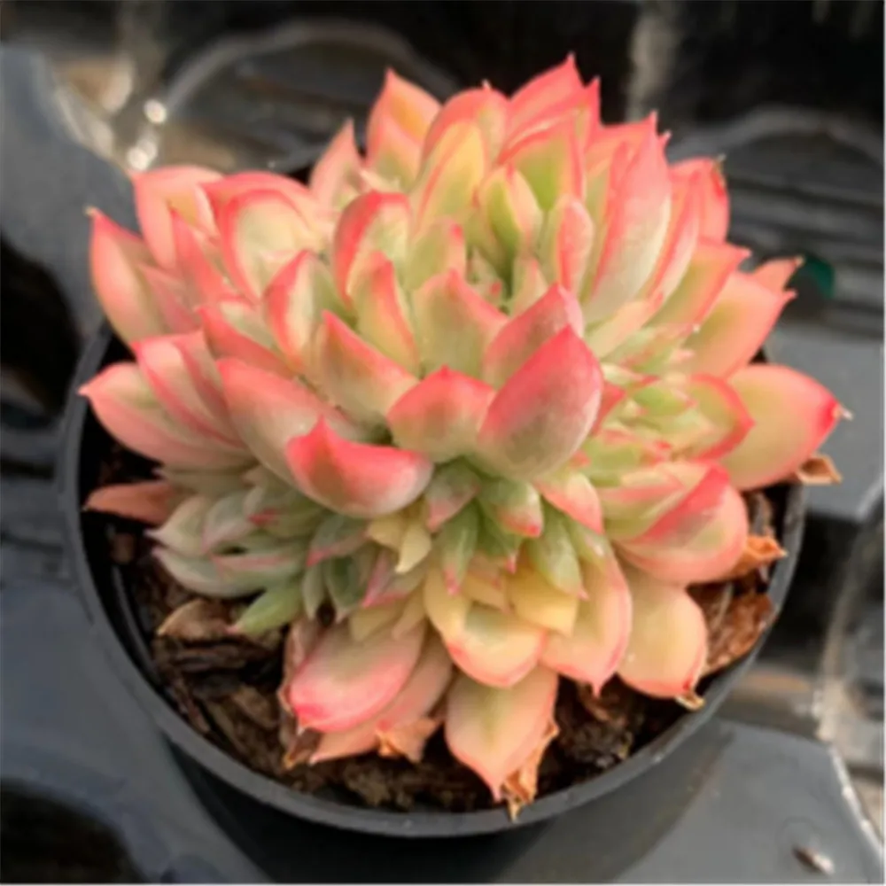 wy55 Echeveria Mebina Variegated Cluster Live Plants succulent Wholesale  haworthia woody plants  bonsai