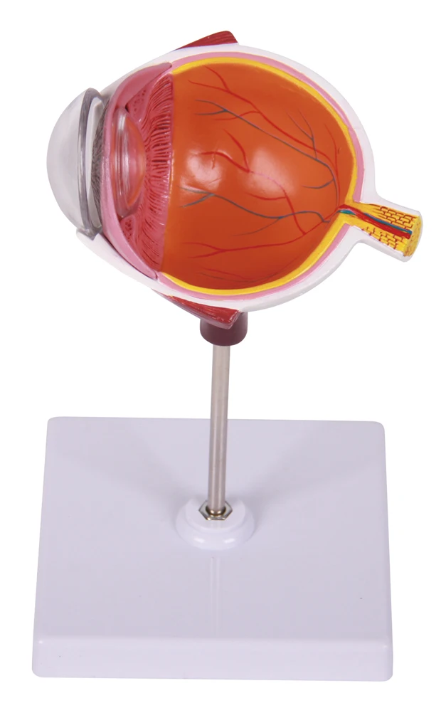 human eyeball anatomical anatomy model