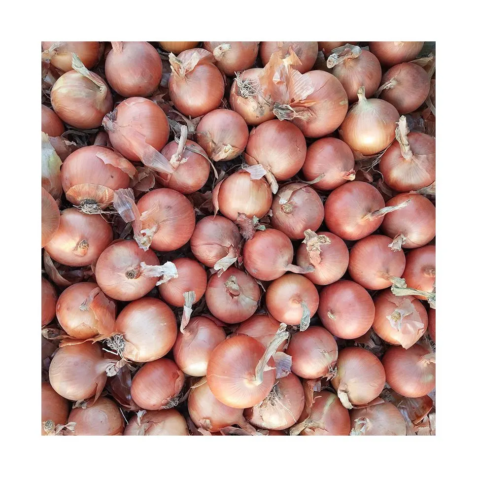 Custom High Quality Organic Healthy Pricelist Export Chinese Onion