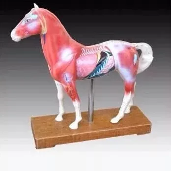 Hot Sale Animal Models Horse Acupuncture Model for Teaching