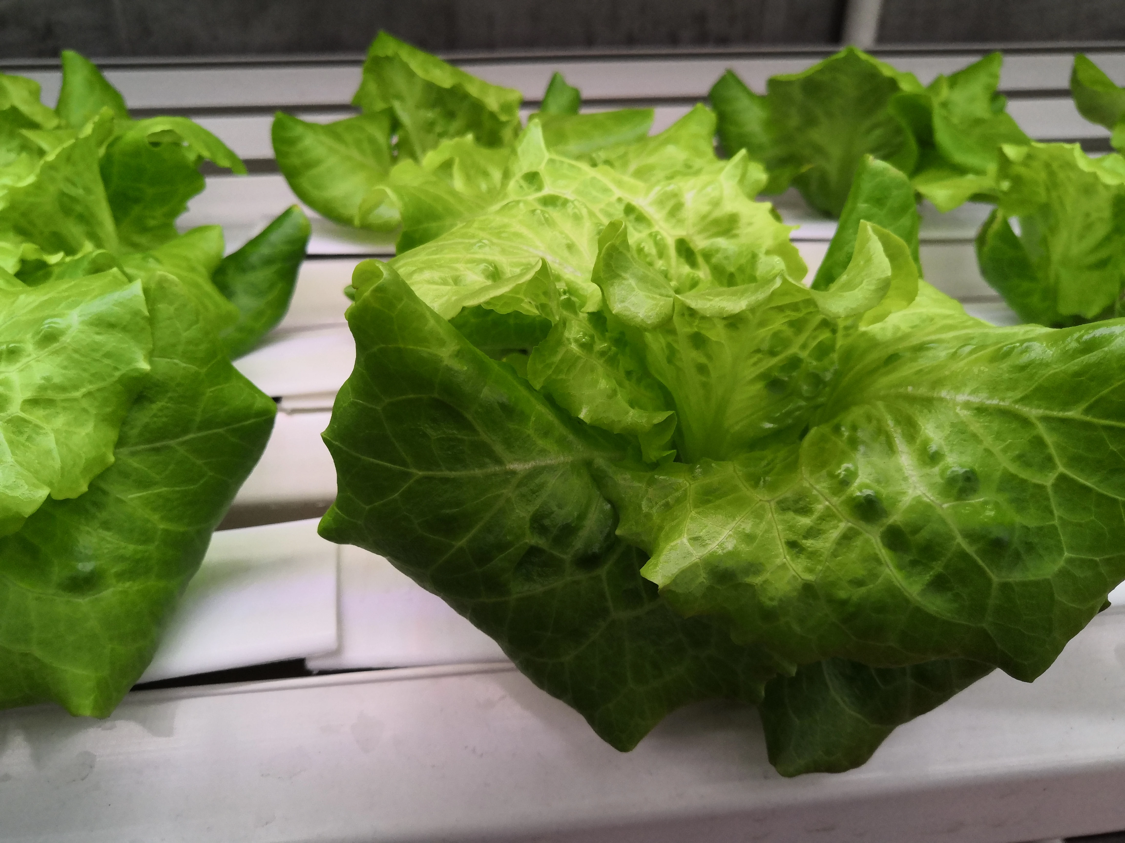 Hot style  Automatic Irrigation Hydroponics System for Vegetables