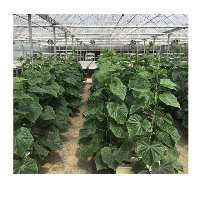 Chinese Greenhouse with Greenhouse Cooling System and Dutch Bucket